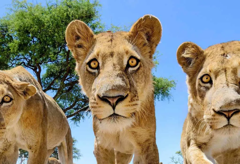 Entrañas Africanas