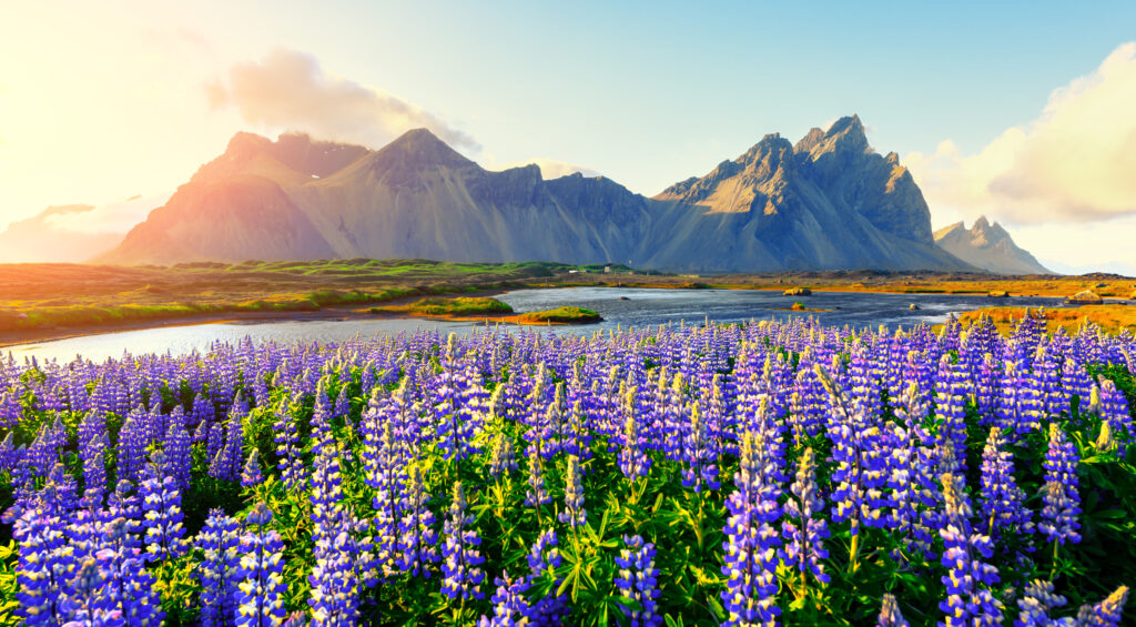 famous stokksnes mountains on vestrahorn cape 2026 01 08 02 38 03 utc