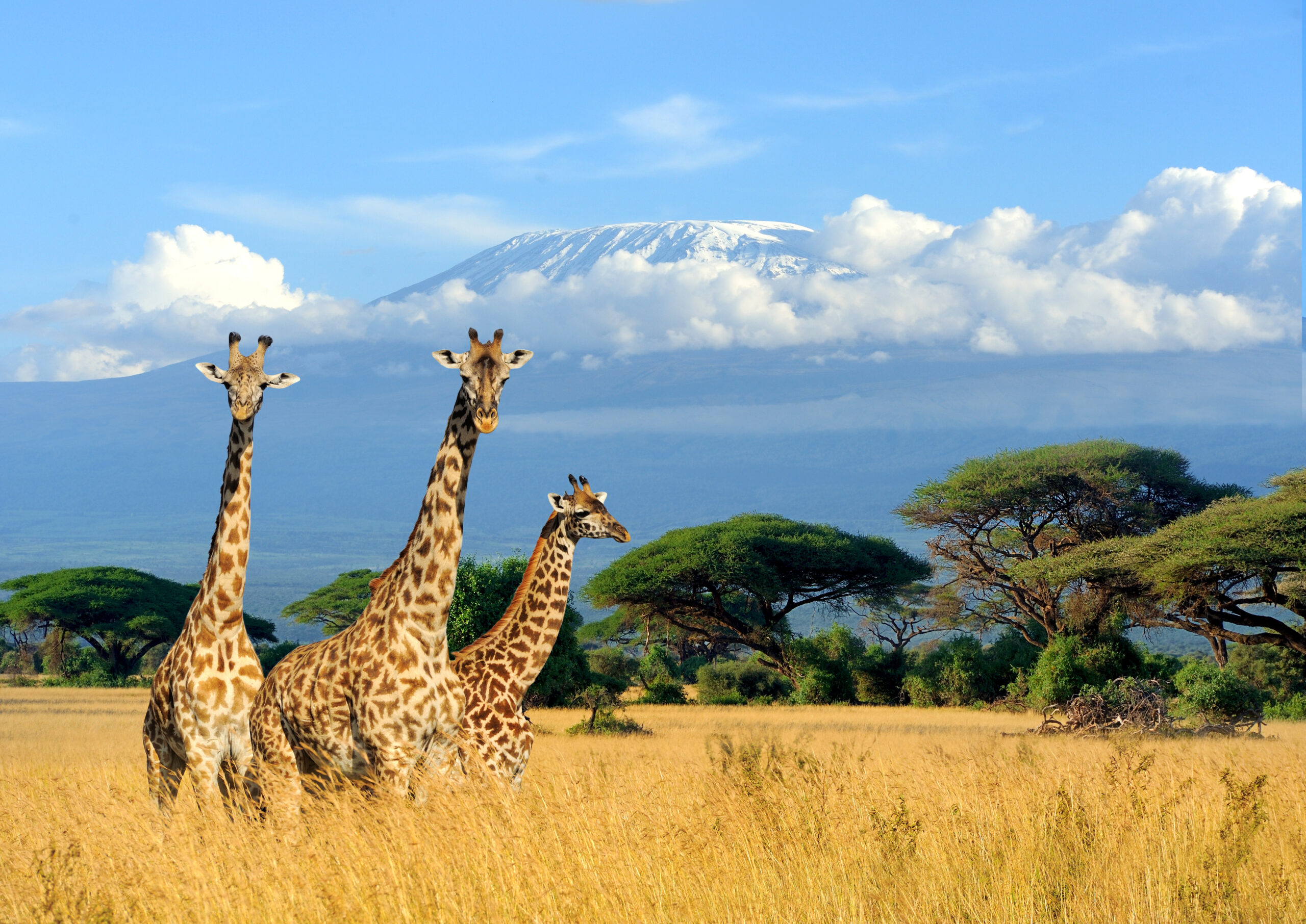 three giraffe on kilimanjaro mount background in n 2026 03 24 21 38 11 utc scaled